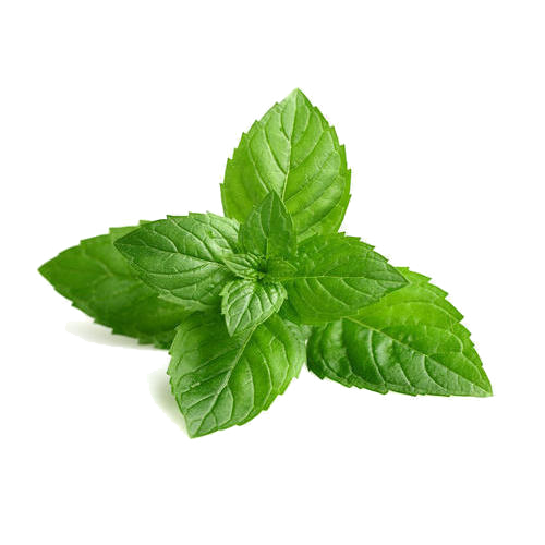 Eucalyptus Mint flavor inspiration